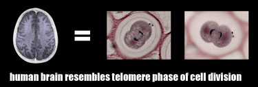 brain resembles teleomere phase