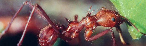 ant colony swarm intelligence emergent behavior